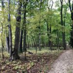 A narrow dirt path winds through a lush, green forest with tall trees and scattered fallen leaves on the ground, creating a peaceful and natural woodland scene.