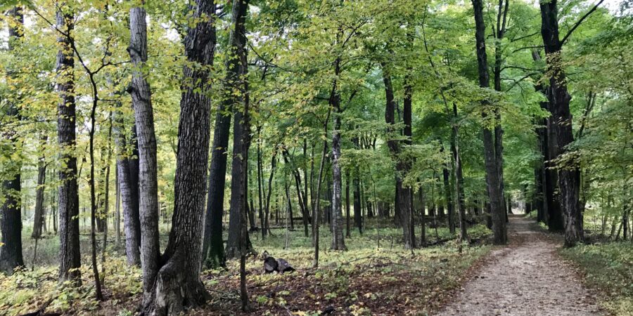 A narrow dirt path winds through a lush, green forest with tall trees and scattered fallen leaves on the ground, creating a peaceful and natural woodland scene.