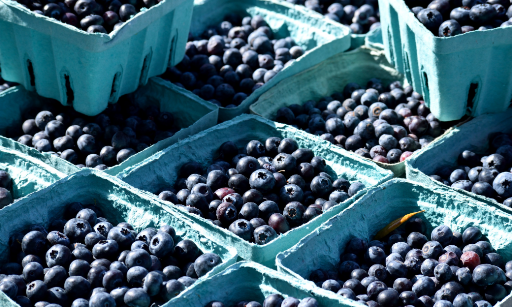 Close-up of fresh blueberries in several teal-colored cartons at an outdoor market, with sunlight highlighting the texture and color of the berries.