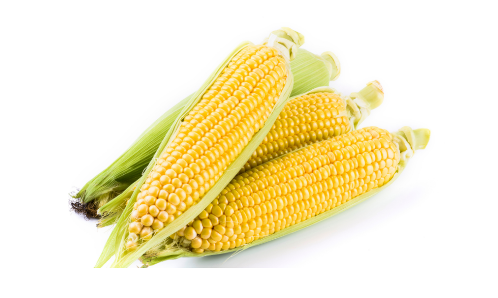 Three ears of fresh corn with husks partially peeled back, showing bright yellow kernels, arranged on a white background.
