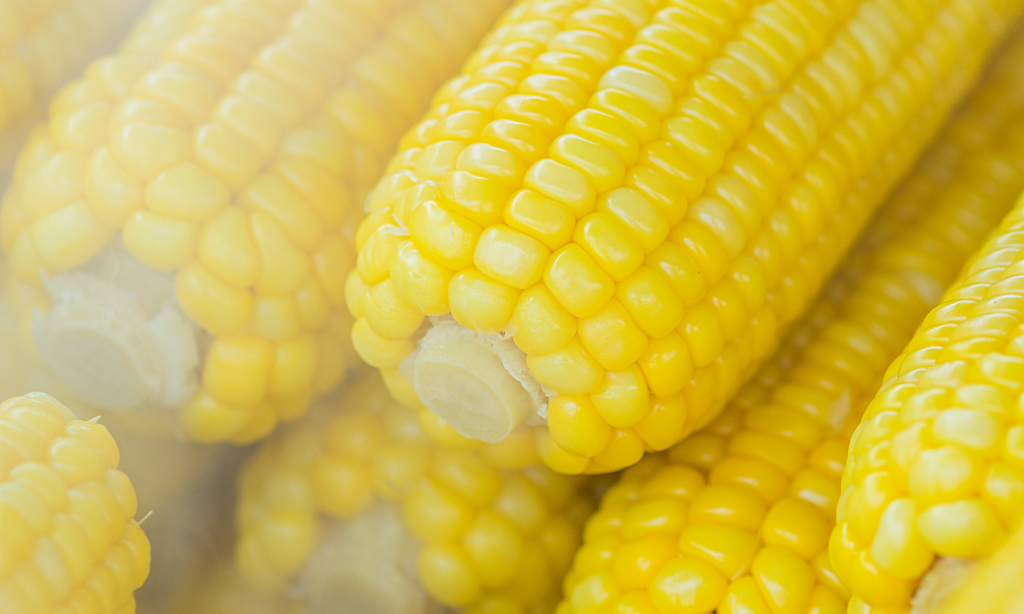 Close-up of several ears of bright yellow corn with kernels visible, stacked closely together. The image captures the texture and glossiness of the corn.