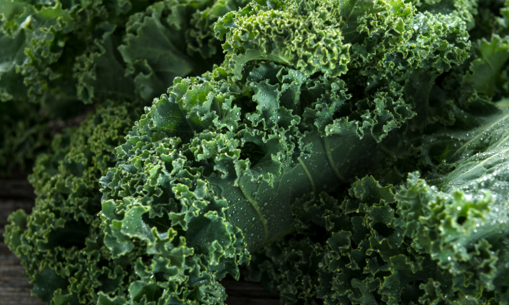 Close-up of fresh, curly kale leaves with visible water droplets, showing detailed green texture and edges.