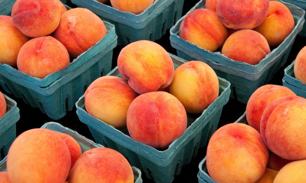 Several teal cartons filled with ripe peaches, showing shades of orange, yellow, and red, arranged closely together on a dark surface.