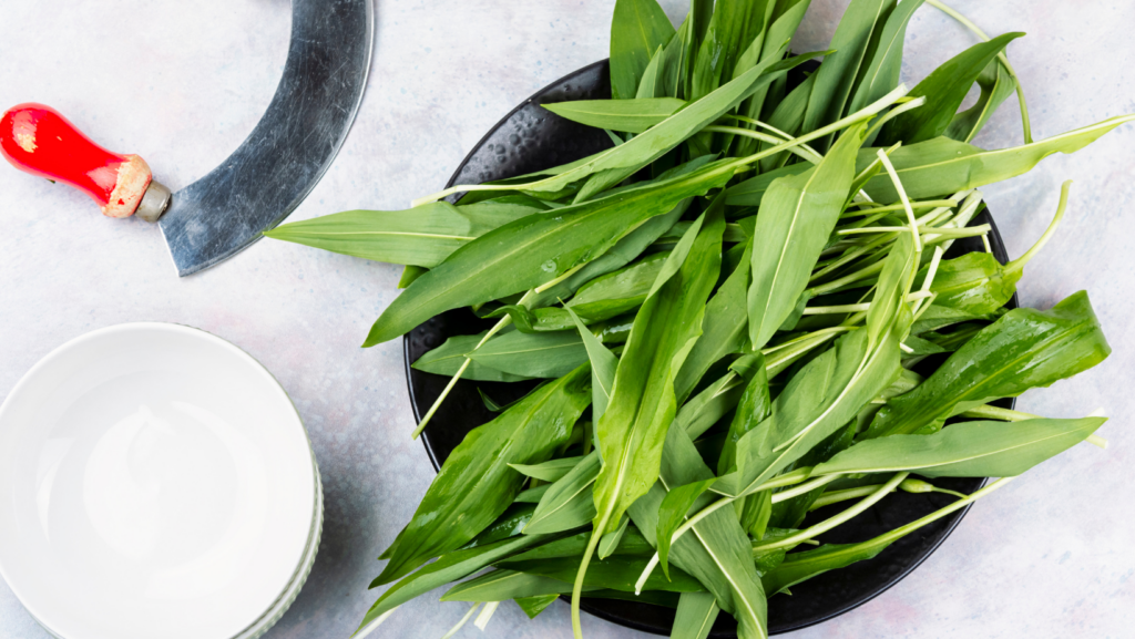 A black bowl filled with fresh green wild garlic leaves sits on a light surface next to a white bowl and a curved herb chopper with a red handle.